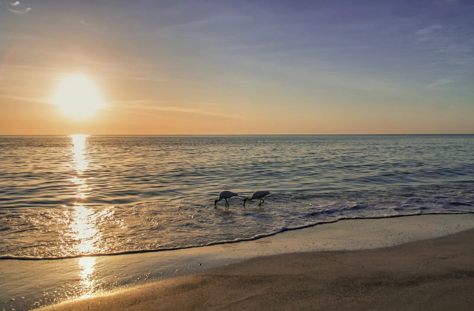 Sunset over the Gulf with shorebirds on the sand